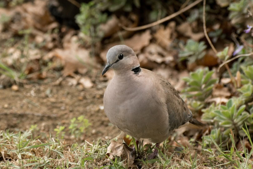 ring neck dove in the wild