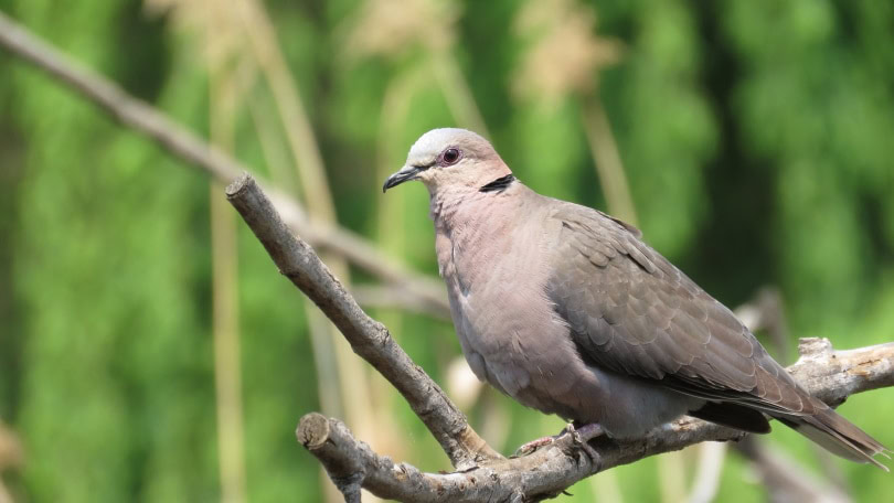 ring neck dove perching