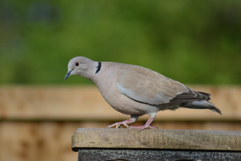 ring neck dove