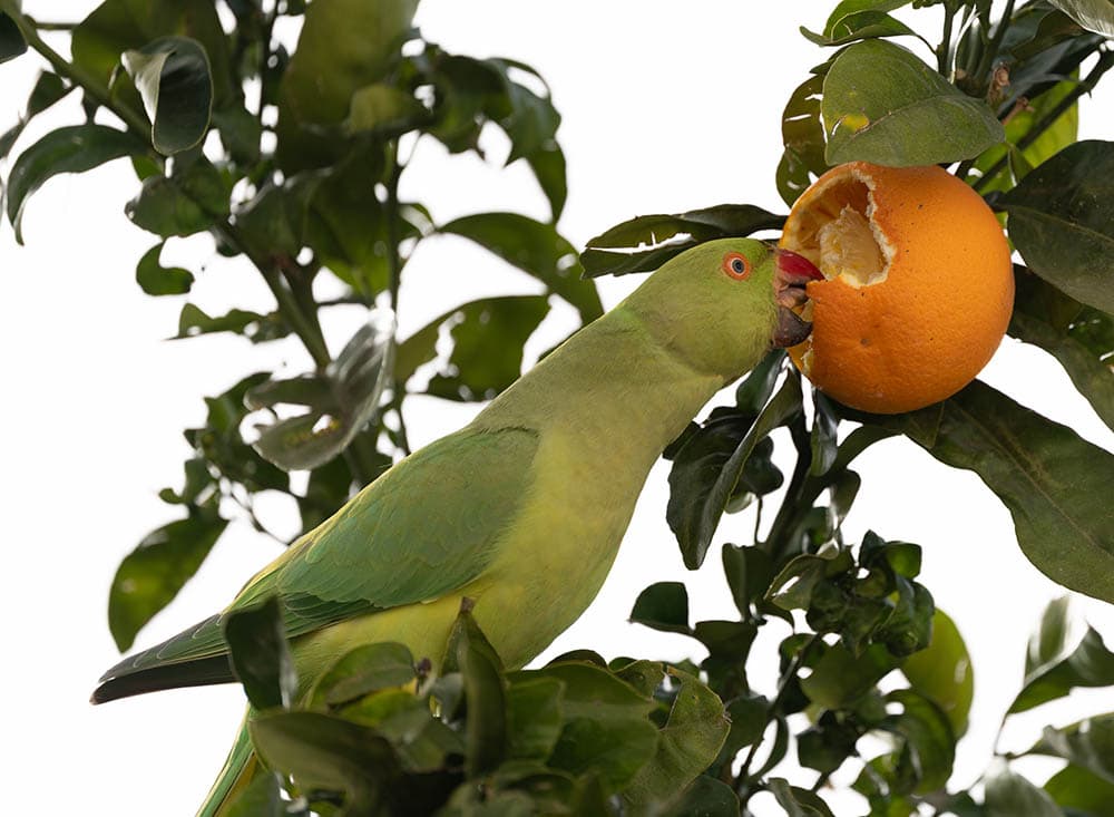 Ring-necked Parakeet parrot eating orange