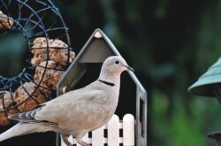 How Long Do Pet Doves Live? Average Lifespan, Data & Care Guide The