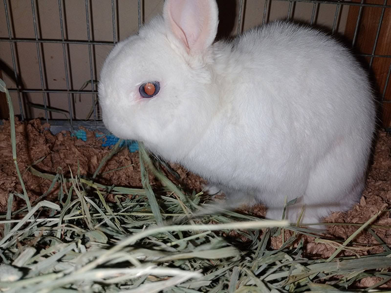 rocky enjoying 2nd cut timothy and bedding from small pet select