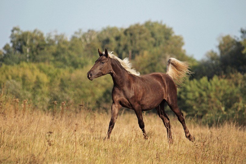 rocky mountain horse on a meadow