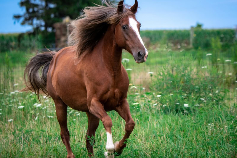 rocky mountain horse