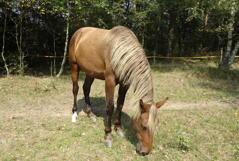 rocky mountain horse