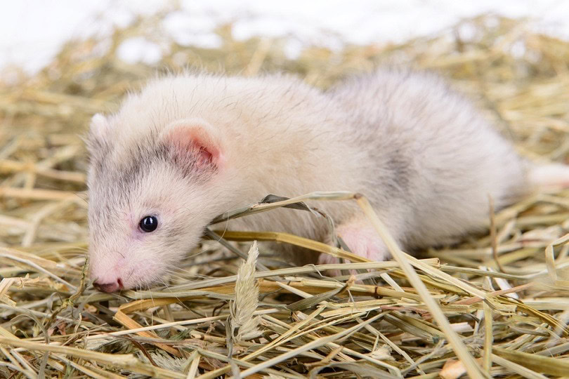 rodent ferret sits on dry hay_Inna astakhova_shutterstock