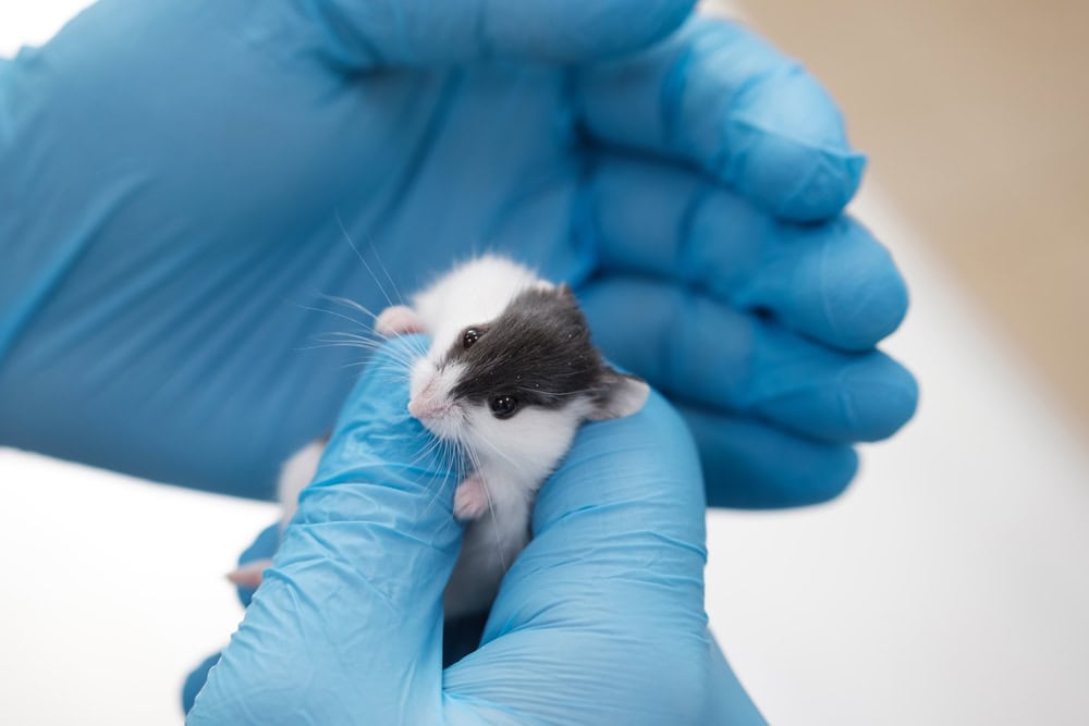 rodent in the hands of a doctor