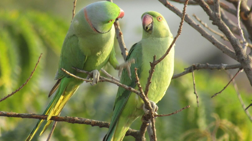 rose ringed parakeet