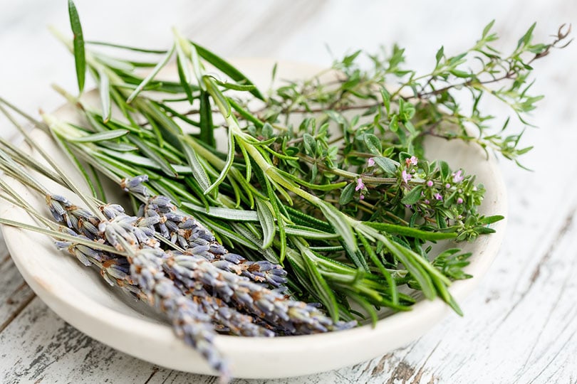 rosemary and lavender herbs