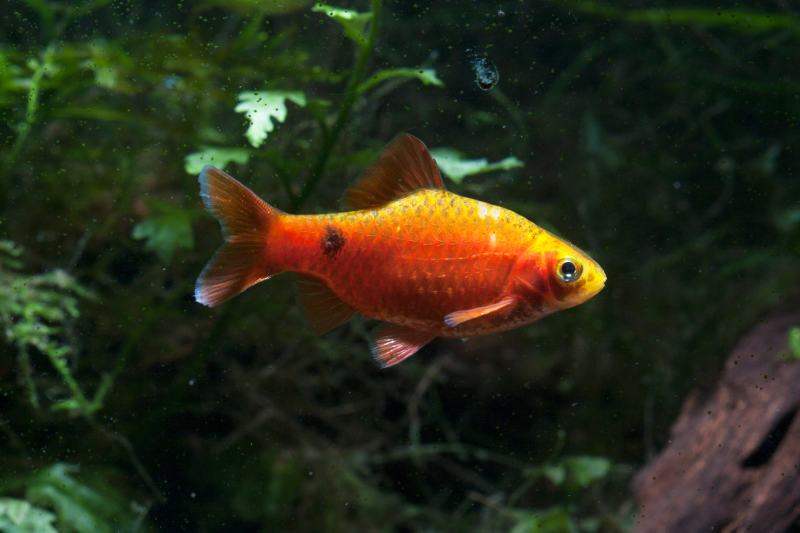 rosy barb (Pethia conchonius)