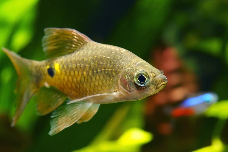 rosy barb fish close up