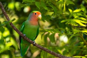 Pet Insurance for Birds: Facts & FAQs (Updated 2026) | The Vet Desk