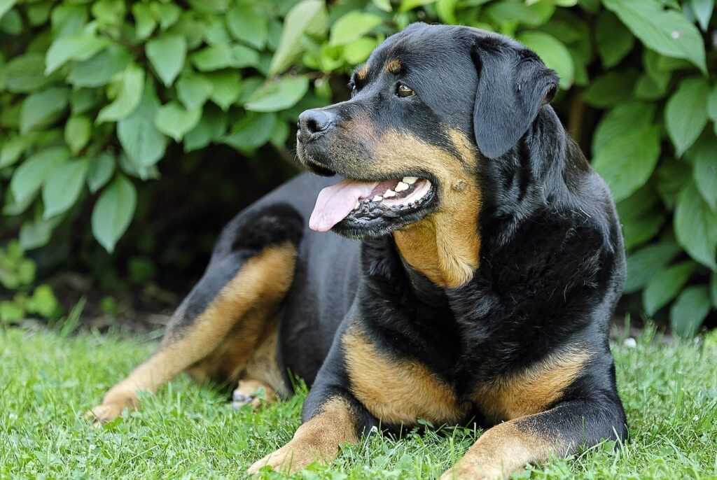 rottweiler panting