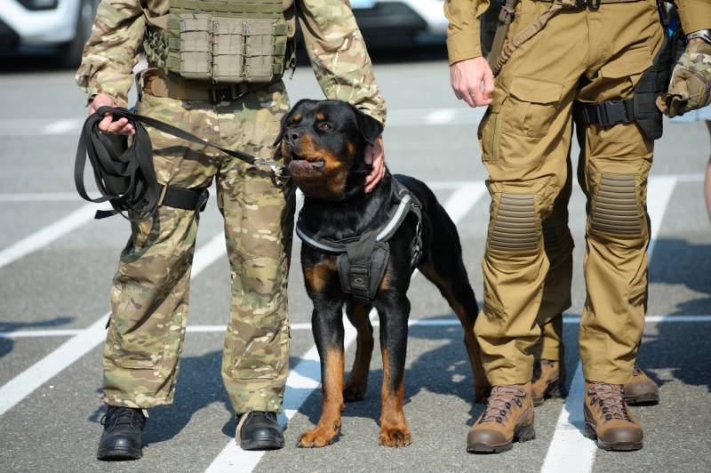 rottweiler police dog standing near soldiers