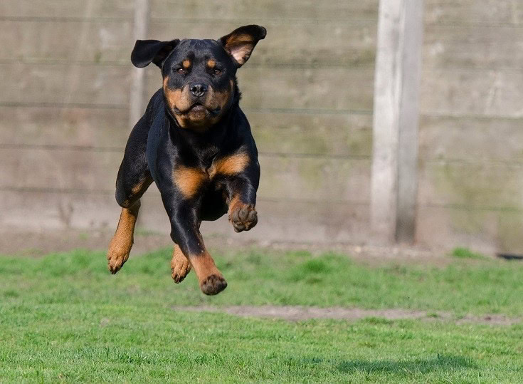 rottweiler running pose
