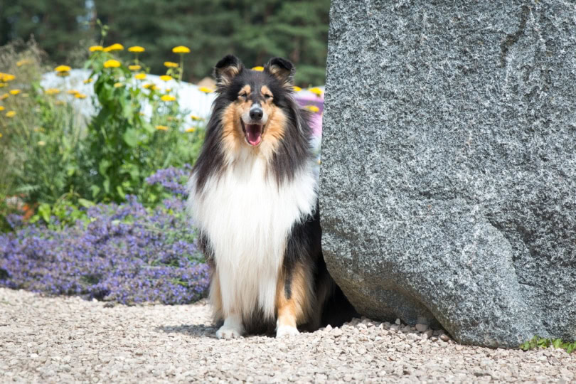 rough collie in the garden