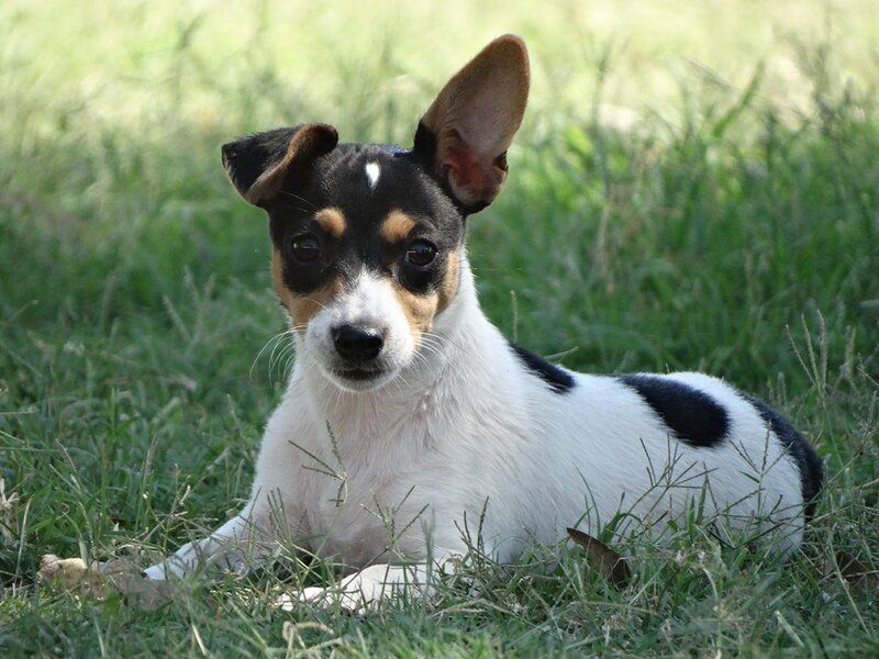 miniature fox terrier