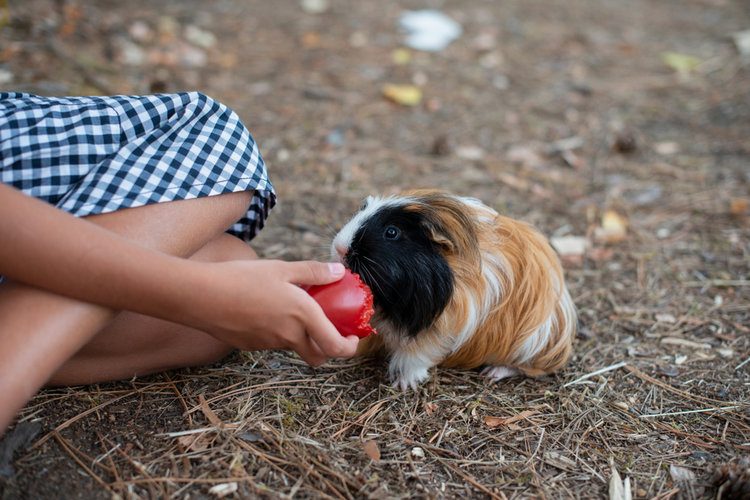 guinea pig eating tomato