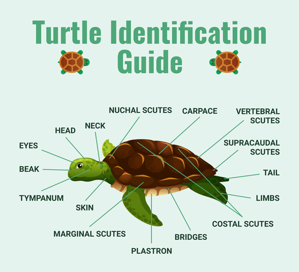 turtile identification guide