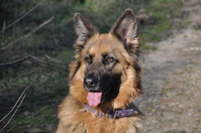 female german shepherd