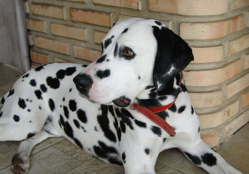 dalmatian red collar
