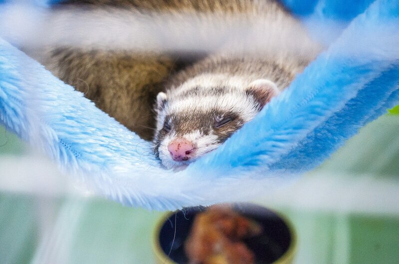 ferret in hammock in cage