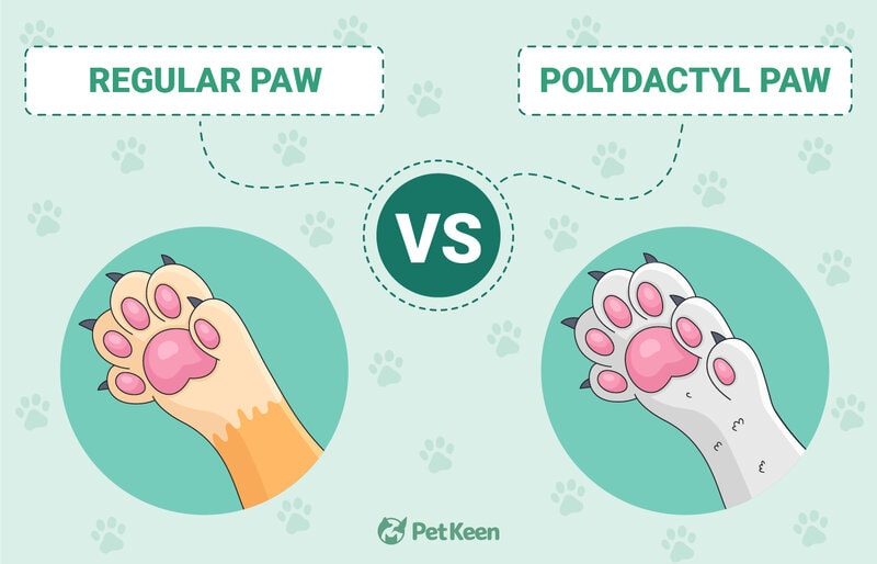 regular_cat_paws_vs_polydactyl_cat_paws