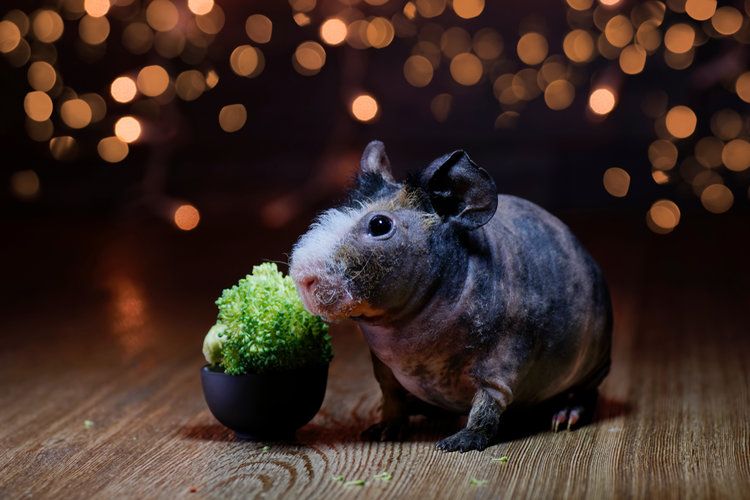 guinea pig eating brocoli