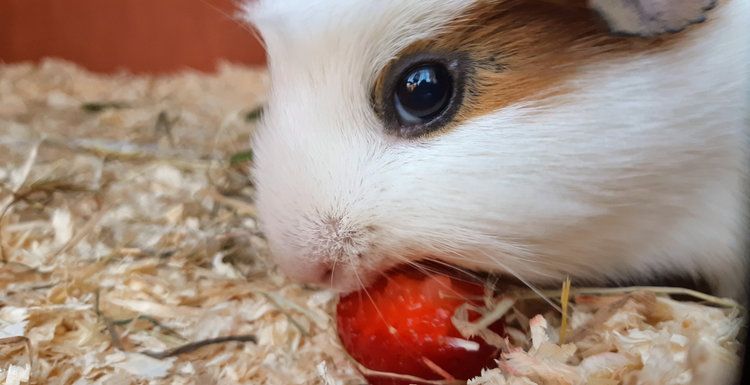 guinea pig eating strawberry
