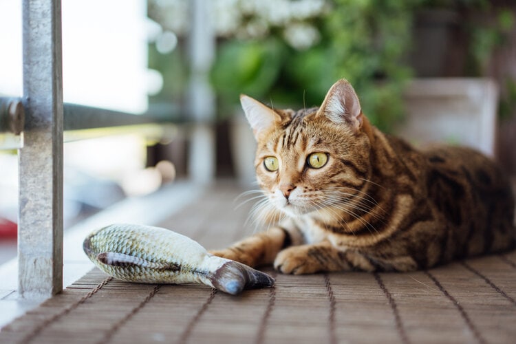 bengal cat playing with fish toy