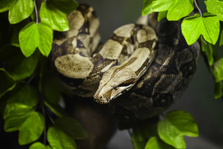 Boa constrictor on tree