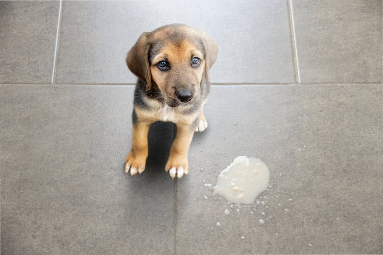 puppy vomit