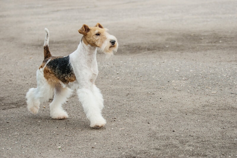 Young,Foxterrier,Runs,On,Paved,Path.