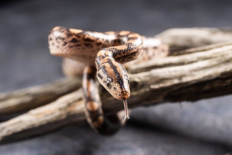 Brazilian rainbow boa (Epicrates cenchria)Boa Constrictor