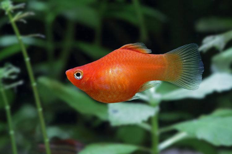 golden sailfin molly fish
