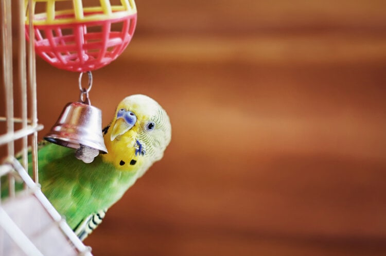 domestic budgie playing with bell