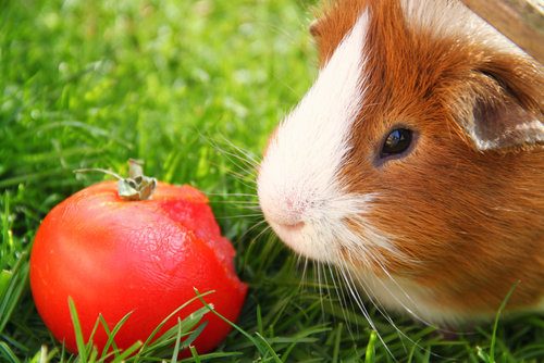 guinea pig looking at tomato