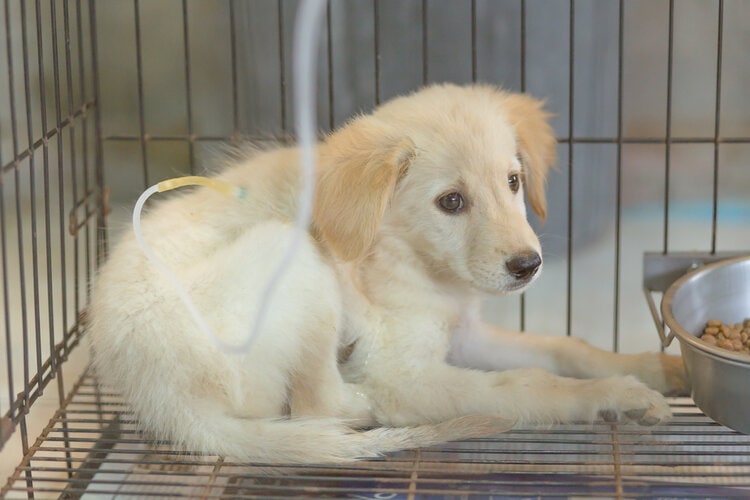 Puppy with parvovirus