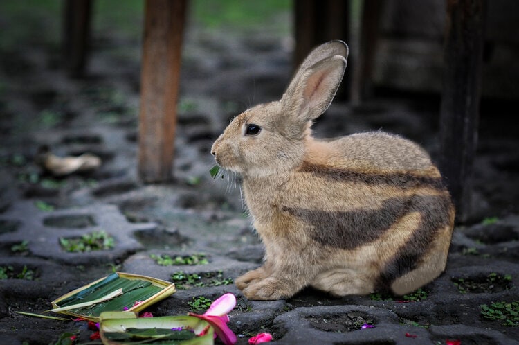 sumartarn striped rabbit