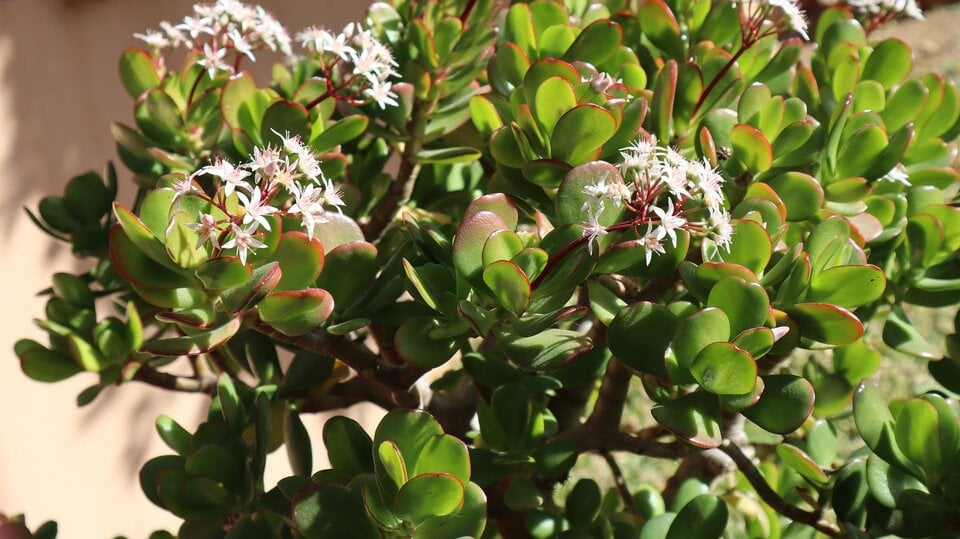 jade succulent plant