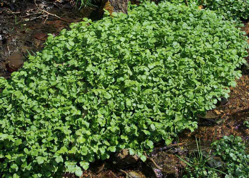 watercress