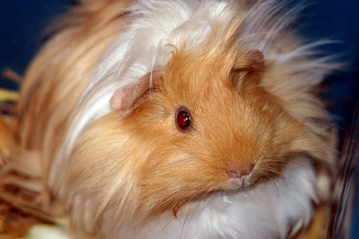 ruby eyed guinea pig