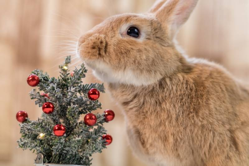 rufus rabbit chins small decorated christmas tree