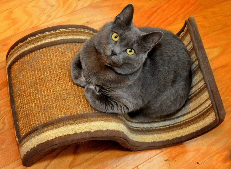 russian blue cat on scratcher