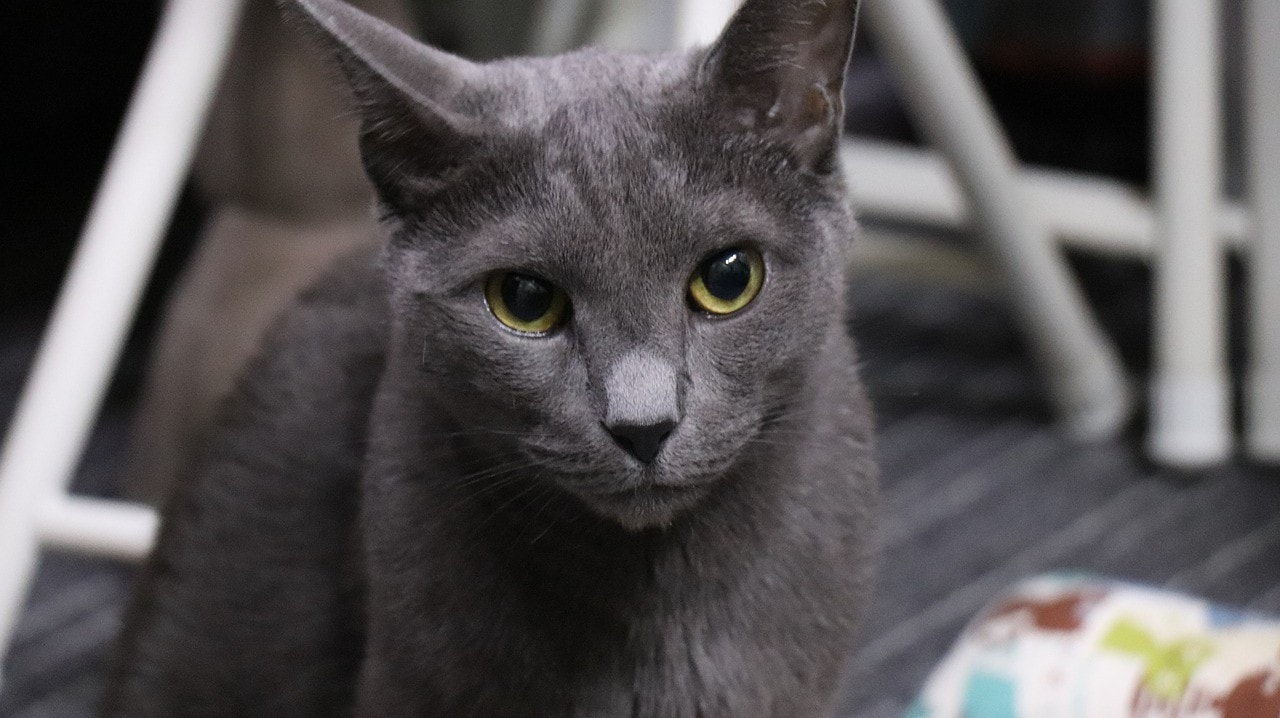 russian blue cat