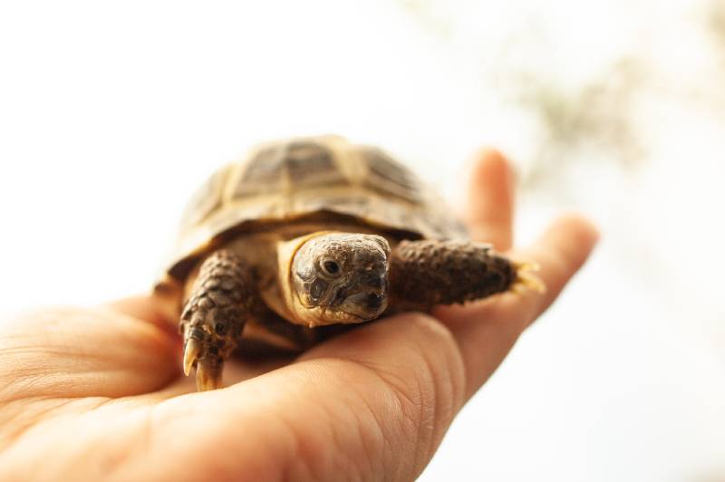 russian tortoise at the palm of owners hand