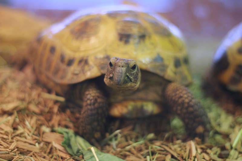russian tortoise crawling around the garden