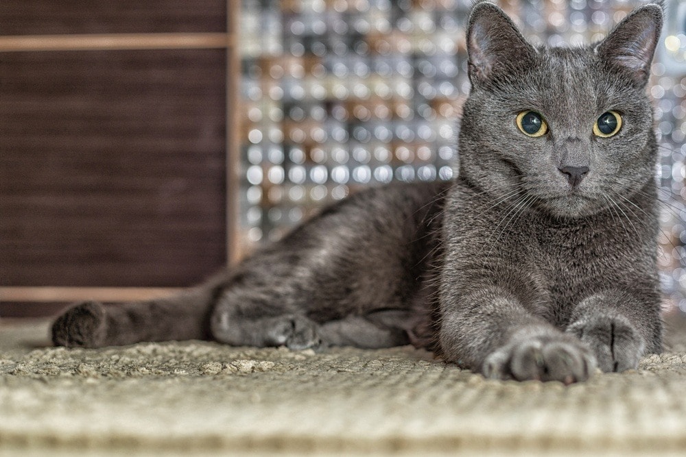 Russian blue cat striking a pose