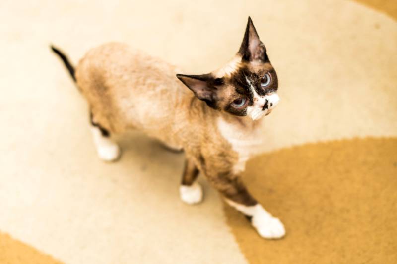 sable devon rex cat