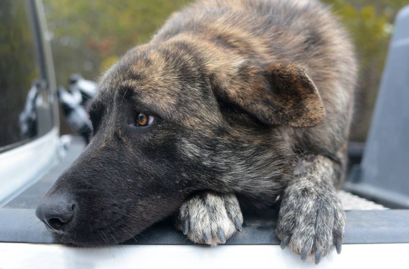 sad brindle Anatolian Shepherd dog